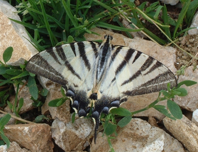 Iphiclides podalirius